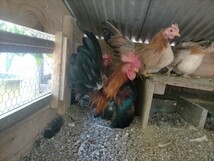 赤笹矮鶏の卵_画像1