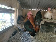赤笹矮鶏の卵_画像6