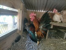 赤笹矮鶏の卵_画像3