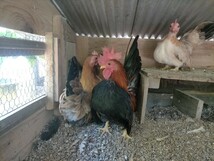 赤笹矮鶏の卵_画像2