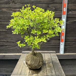 ドウダンツツジ/玉造【現品】管理60285 〔植木/庭木〕