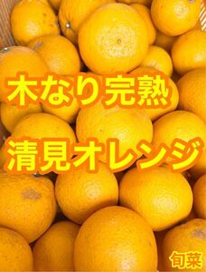 清見オレンジ　【低農薬】　木なり完熟　ご家庭用　約2キロ　別格で甘い