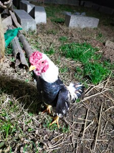 小軍鶏白笹食用有精卵、食用卵、卵５個