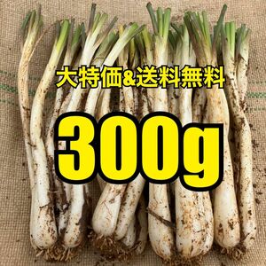 【ヤフオクフリマ特別価格！美味！今が旬！お試しサイズ！】沖縄　伊江島産　島らっきょう　300g