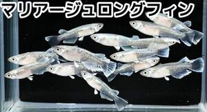 マリアージュロングフィン　　めだかの卵　極上有精卵30個+α