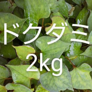 ドクダミ　約2kg　新鮮　農薬不使用 