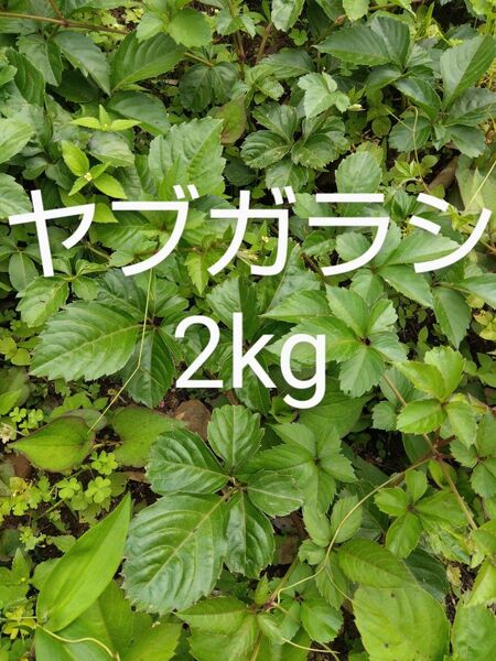 ヤブガラシ 約2kg 新鮮 農薬不使用