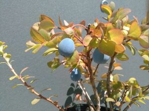 【山野草・低木】浅間山クロマメノキ（浅間山黒豆の木）・2ポット（開花～開花終了）
