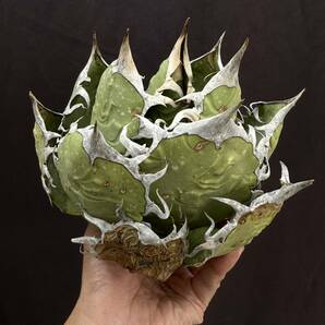 PTL010 Agave oteroi Oaxaca special株 アガベ オテロイ 強棘 スペシャルの画像6