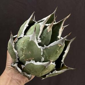 PTL015 Agave oteroi Oaxaca special株 アガベ オテロイ 強棘 スペシャルの画像1