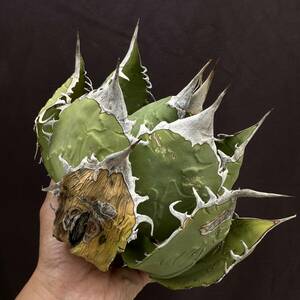 PTL027 Agave oteroi Oaxaca special株 アガベ オテロイ 強棘 スペシャル