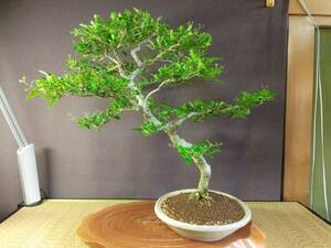  odour maple large goods bonsai height of tree 61cm