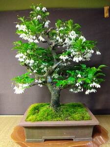  styrax japonica large goods bonsai height of tree 61cm