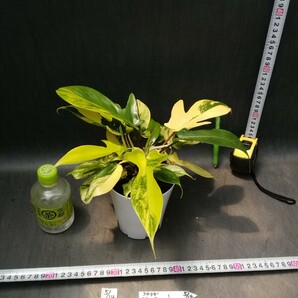 NO.0514 斑入り 古典 白斑入 フィロデンドロン フロリダビューティー 最上柄 Phirodendron 観葉植物 の画像1