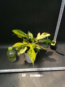 NO.0514　斑入り　古典　白斑入　フィロデンドロン　フロリダビューティー　最上柄　Phirodendron 観葉植物　