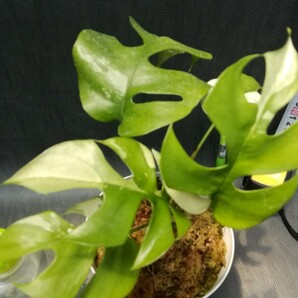 NO.0515  斑入り 古典 R.tetrasperma 斑入’Paragon’ ヒメモンス パラゴン 観葉植物 インテリアにも。の画像2