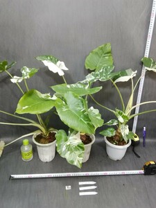 NO.0527. entering classic white . go in Alocasia odora large 3 pieces set decorative plant 