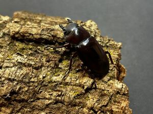 フォルスターフタマタ　亜種ニシ　新成虫♀40.2mm フォルスター