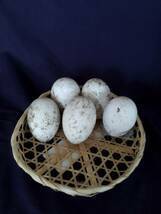 食用】 ガチョウの有精卵5個食用　有精卵 ５個 　卵 家畜 　 平飼い 未使用_画像1