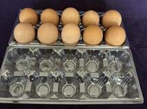食用】 有精卵 １０個 　ニワトリ 卵 鶏 家畜 地鶏　 平飼い 未使用 食用　食用有精卵