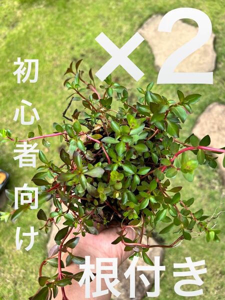 【根付き】有茎草mix×2