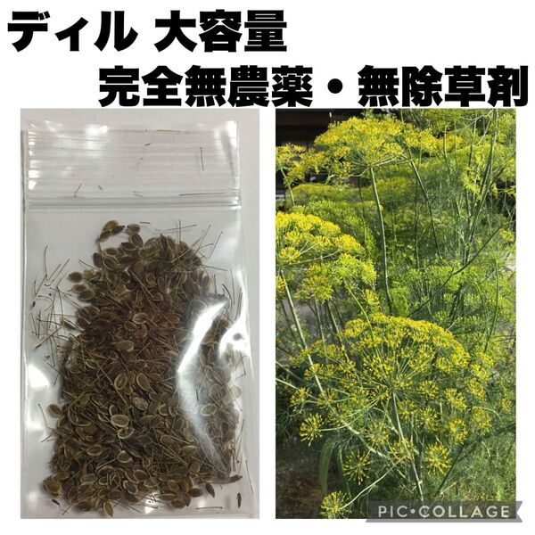 ディル 種子 完全無農薬 無除草剤 有機栽培 オーガニック 大容量