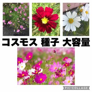 コスモス　秋桜　濃ピンク　ピンク　白　種　200粒以上　景観用