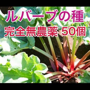 ルバーブ　種　完全無農薬　無除草剤　　オーガニック　50個