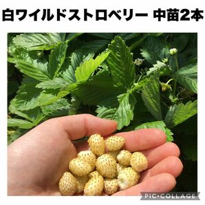 完全無農薬　無除草剤　化成肥料不使用　四季なり　ワイルドストロベリー　白いちご　ハーブ　中苗2苗　希少