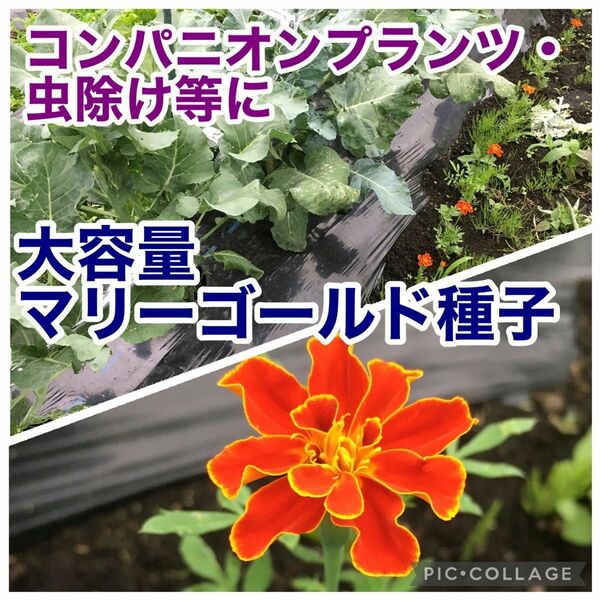 マリーゴールド　種子　無農薬　超大量　200粒以上　コンパニオンプランツ　虫除け　オレンジ