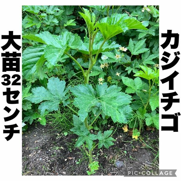 カジイチゴ　梶苺　梶イチゴ　 ラズベリー　棘なし 中苗　果樹苗 苗木 山野草　絶品極旨木いちご　32cm 