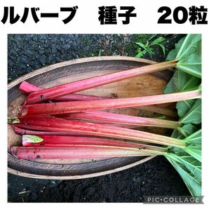 ルバーブ　種　希少　完全無農薬　無除草剤　有機栽培　オーガニック　20粒