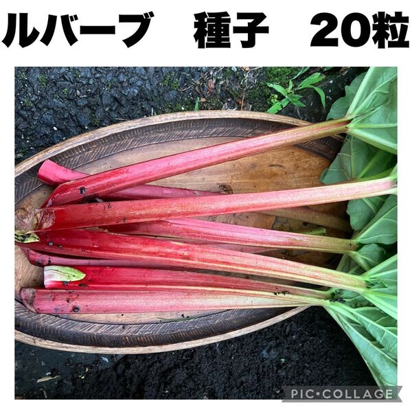 ルバーブ 種 希少 完全無農薬 無除草剤 有機栽培 オーガニック 20粒