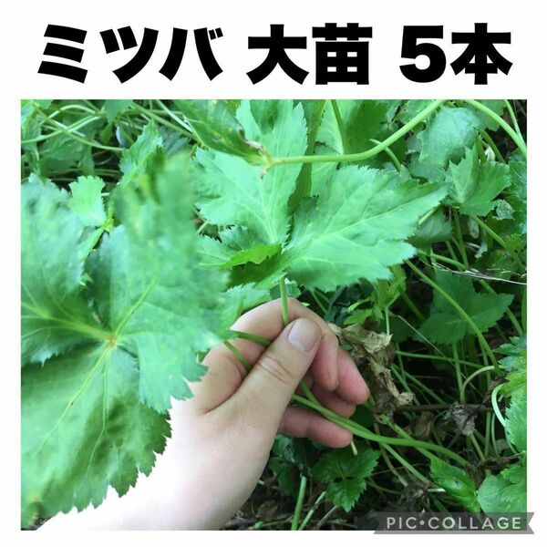 ミツバ　みつば　完全無農薬　無除草剤　オーガニック　抜き苗　5本