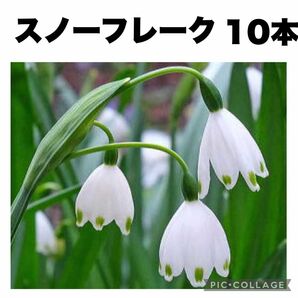 スノーフレーク　鈴蘭水仙　白花　球根　観賞用植物　10本