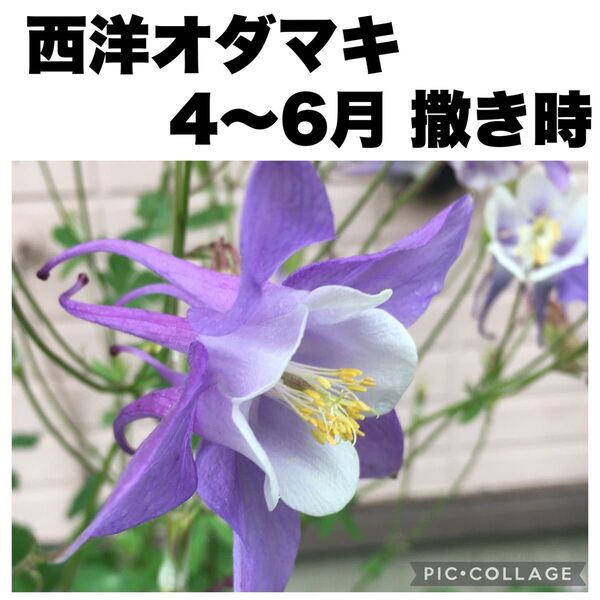 西洋オダマキ アクイレギア パープルホワイト 紫 種子 30粒 春撒き用 花の種 山野草