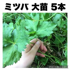 ミツバ　みつば　完全無農薬　無除草剤　オーガニック　抜き苗　5本