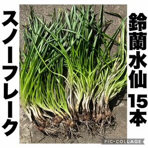 スノーフレーク　鈴蘭水仙　白花　球根　観賞用植物　15本