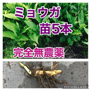 みょうが　ミョウガ　地下茎　野菜　完全無農薬　ネコポス　5本