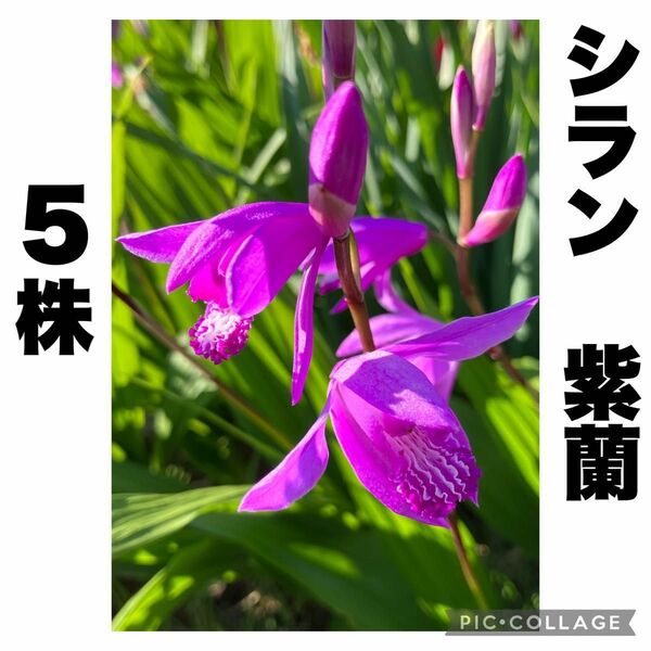 紫蘭　シラン　花　球根　山野草　5株