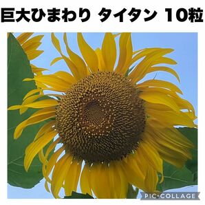 巨大ひまわり　ひまわり　ヒマワリ　向日葵　タイタン　種子　10粒 花の種