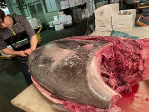 * быстрое решение **[ уникальная вещь ] натуральный! обыкновенный тунец! тунец средней жирности 5~7 порции *