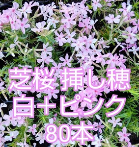 芝桜 挿し穂 白+ピンク 80本