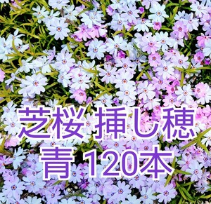 芝桜 挿し穂 青 120本