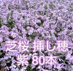 芝桜　挿し穂　紫　80本