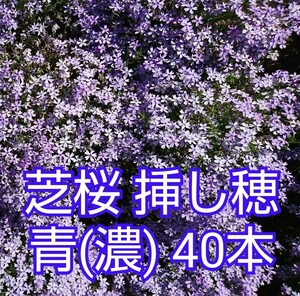 芝桜 挿し穂 青(濃) 40本