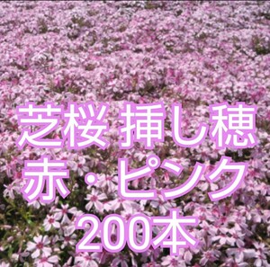 芝桜　挿し穂　赤+ピンク　200本