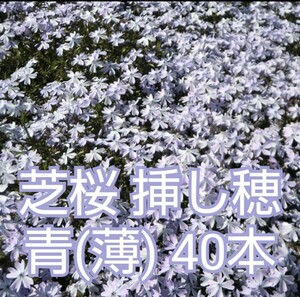 芝桜 挿し穂 青(薄)　40本