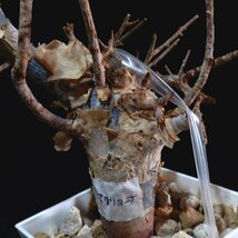 1円～ 最落無し 発根管理中 珍樹 希少 Commiphora africana コミフォラ アフリカーナ ベアルート 1円オク 輸入 塊根_画像7