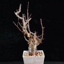 1円～ 最落無し 発根管理中 珍樹 希少 Commiphora africana コミフォラ アフリカーナ ベアルート 1円オク 輸入 塊根_画像4